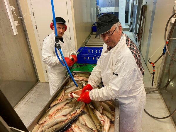 45 tonn røye slaktes hvert år i Juramgohppe