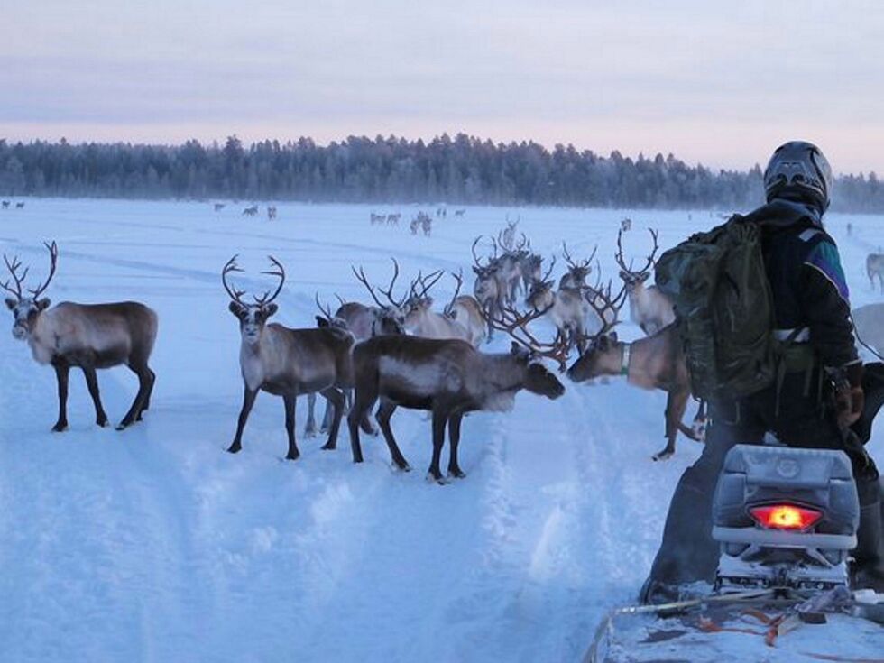 De siste ti år­ene har det år­lig blitt er­stat­tet i un­der­kant av 20.000 rein. Tap­ene og er­stat­nin­ge­ne er størst i Finn­mark, sær­lig i Vest-Finn­mark.
 Foto: Jørn Monsen / Statens naturopp