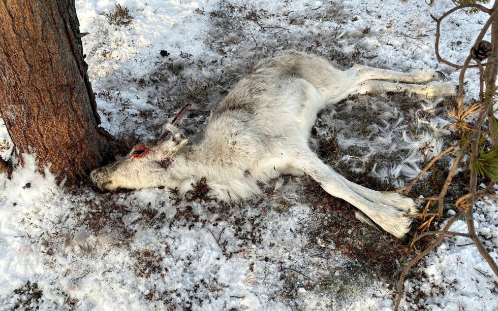 Det har vært flere tilfeller den siste tiden der hund har angrepet rein i Vadsø-området.
ILLUSTRASJONSFOTO: MARIUS THORSEN