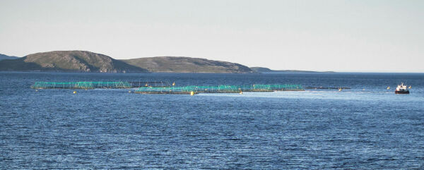 Porsanger trekker oppdrettsinnsigelse