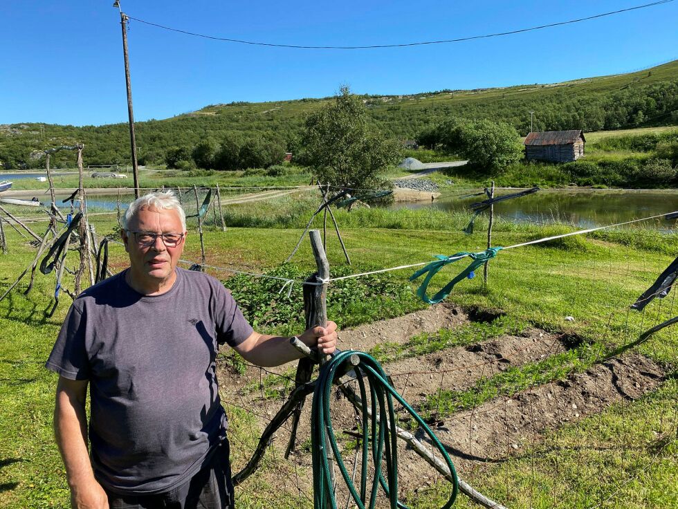 Mathis Persen fortviler over reinplagen, og håper reineierne tar grep, og jager reinen over til Tømmerneset der de har sommerbeite. Foto: Hallgeir Henriksen