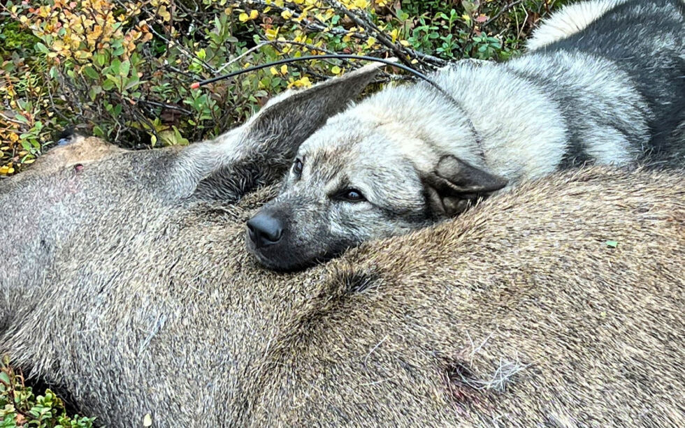 Hunden Leo (3) med sin første felling i los elgjakta 2022.
 Foto: Ronny Berg