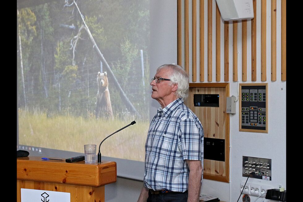 En typisk observasjon av brunbjørn på sommeren, er beitende på gressjorder. Som her i fjor sommer, da en binne med to unger ble sett av Wikan.
 Foto: Silje L Kvammen