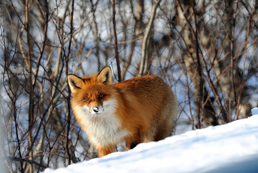 Denne unge reven er veldig sosial, og kommer gjerne bort til bålet og tigger etter mat. Bildet er tatt ved Roddenes på østsida av Porsanger.
 Foto: Lars B Persen