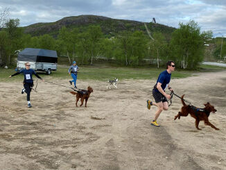 I høygir med firbeint drahjelp