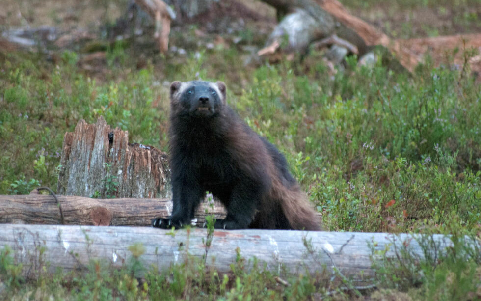Jervetis­pene etab­lerer seg of­te­re i nær­het­en av området hvor de ble født.
 Foto: Irene Andersen