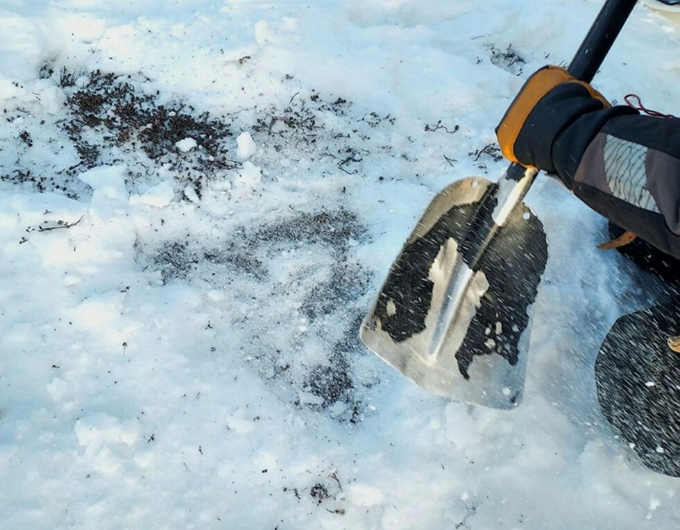 Sne og islagte beiter gjør at reinen ikke får tilgang på tilstrekkelig mat gjennom naturlig beite.
 Foto: Inge Sollund Ingvaldsen/Statsforvalteren i Nordland.