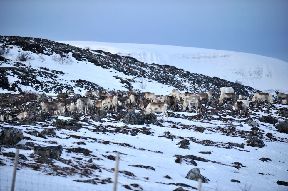 Grunnet vanskelige beiteforhold må nå reinbeitedistrikt 9 flytte sine dyr ut mot kysten allerede. Her ser vi en flokk i Torhop som har funnet noen bare flekker der de kan finne mat.
 Foto: Erik Brenli