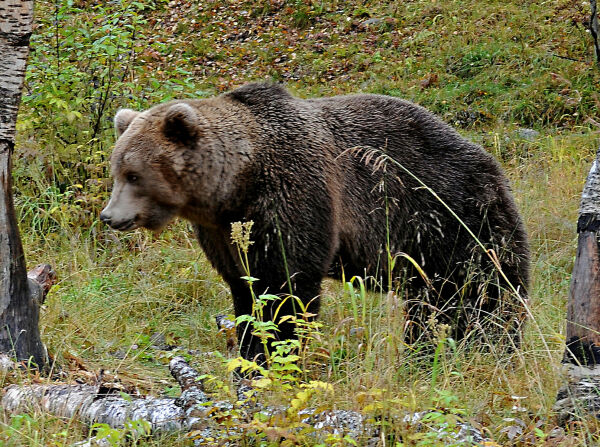 Dømt for grov miljøkriminalitet