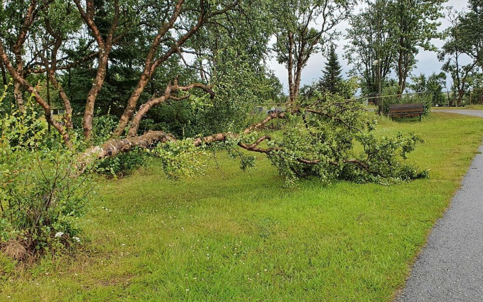 Kraftige bjørketrær måtte gi tapt for vinden. Her ved kirkegården i Vestre Jakobselv.
 Foto: Torbjørn Ittelin
