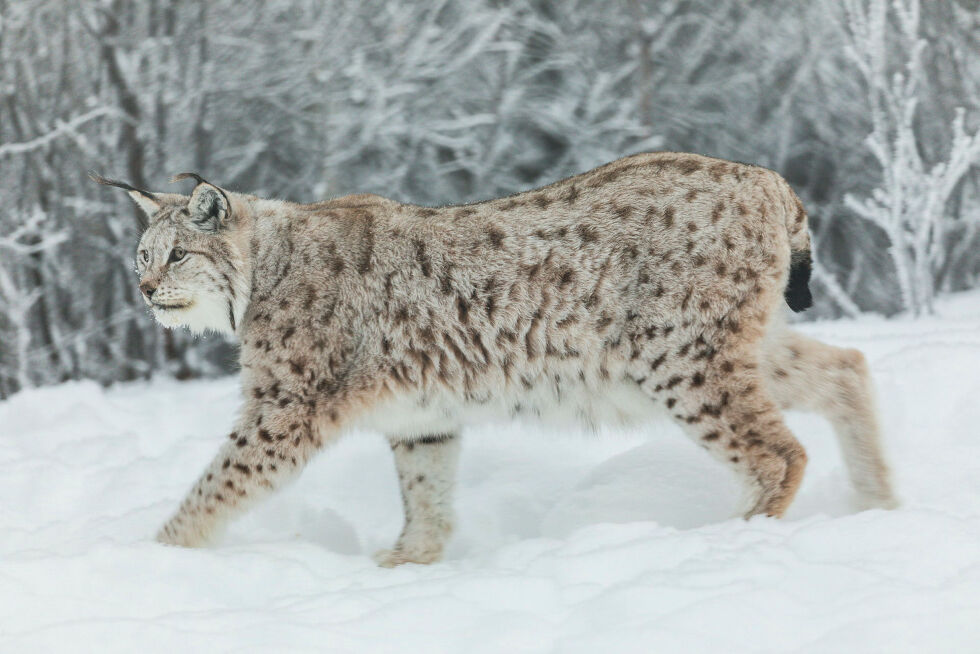 Miljødirektoratet åpner ikke for kvotejakt på gaupe i region 8 Troms og Finnmark.
 Foto: Kim Abel/Naturarkivet