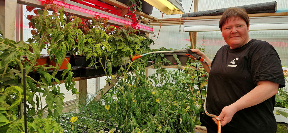 Tomatplantene trenger ekstra lys og varme.
 Foto: Hill Haga