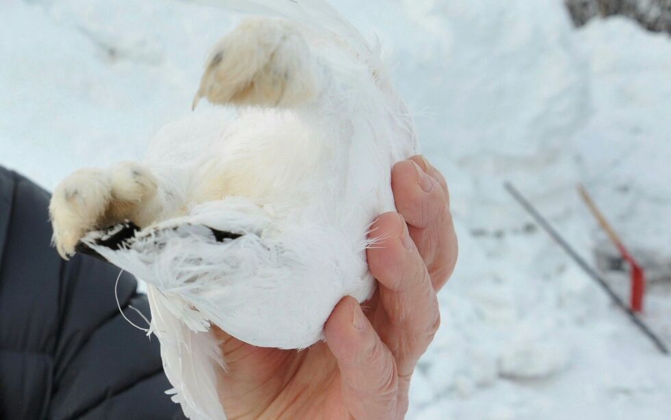 De som skal drive snarefangst av rype i Finnmark denne vinteren slipper fortsatt å forholde seg til kvoter.
FOTO: BIRGITTE WISUR OLSEN