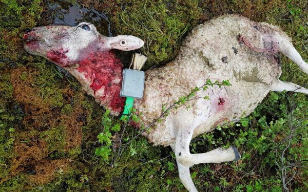 Flere sau tatt av rovvilt – kongeørnen tar flest