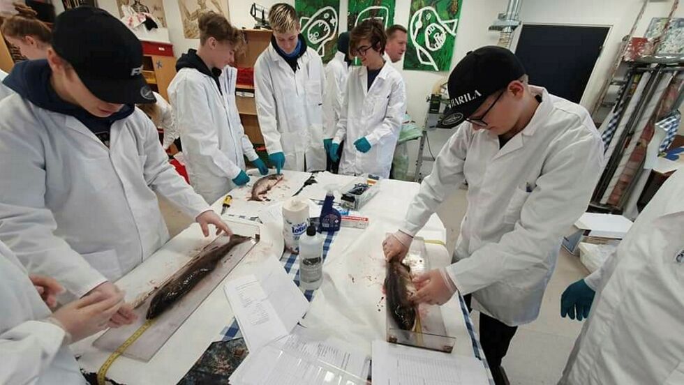 Elevene på ungdomstrinnet gikk grundig til verks da de fikk anledning til å studere pukkellaksen nærmere.
Alle foto: Lena Dahl, V Jakobselv oppvekstsenter