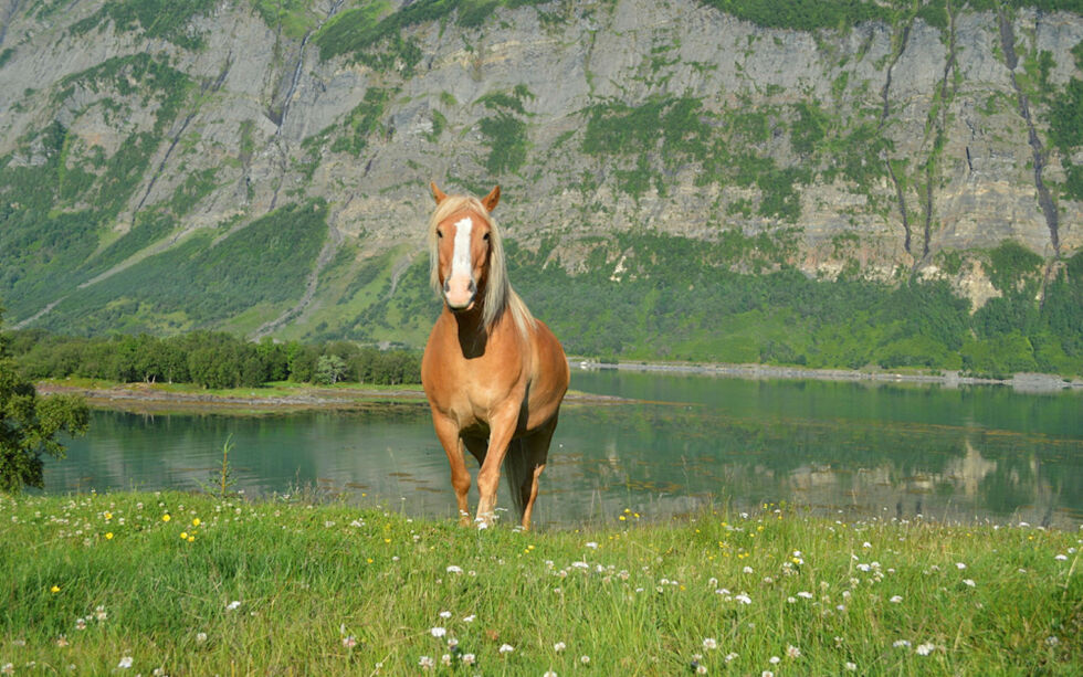 – En hest med sisu, melder Kvensk Finsk Riksforbund.
 Foto: Ellen Helsing.