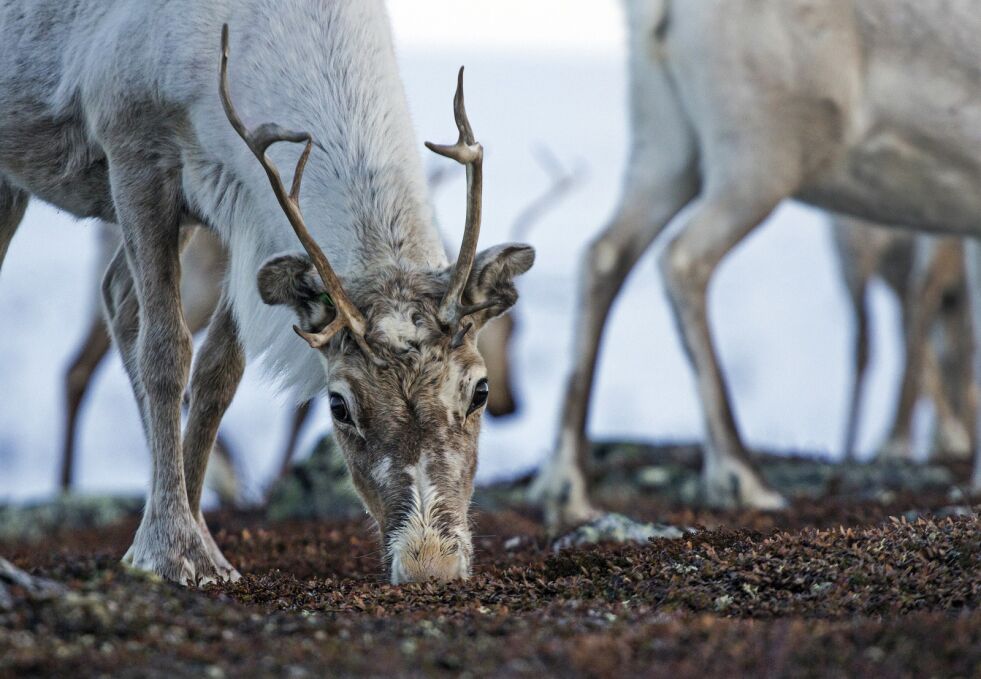Reindriftsutøver Anders Nils Peder Sokki skal denne uken i Hålogaland lagmannsrett, i sin kamp for å få beholde sin siidaandel.
 Foto: June  Helén Bjørnback (illustrasjonsfoto)