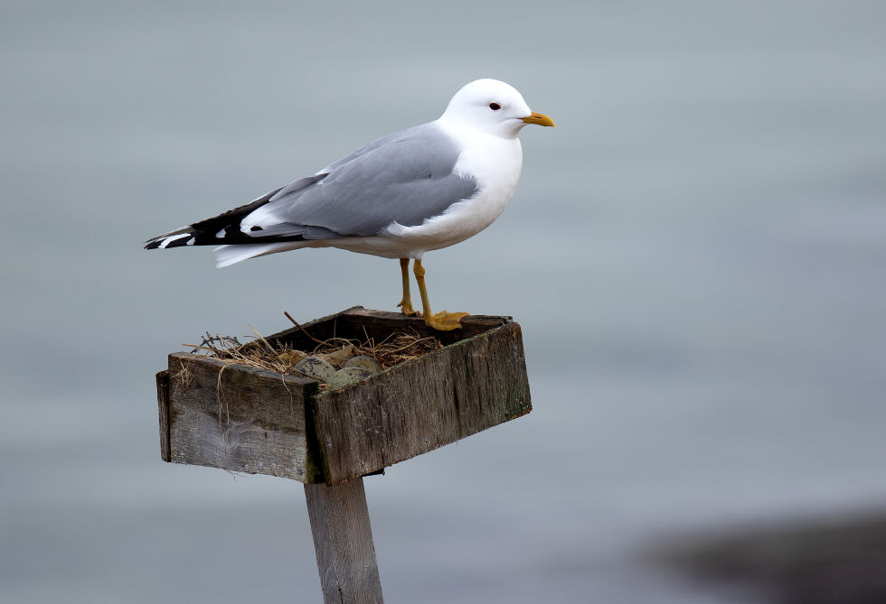 Langs fjorden har det være vanlig å sette opp kasser til fiskemåke og tjeld. Fuglene fikk da et trygt sted å ruge, mot å gi fra seg et egg eller to.
 Foto: Tomas Aarvak