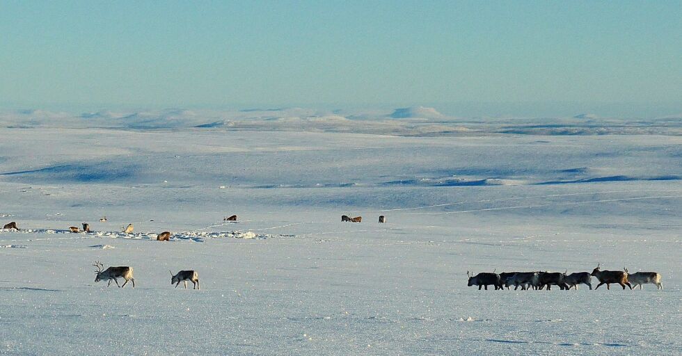 Skepsis til lokalt eid utmark i Karasjok får reineiere til å støtte tanken om en domstolsavgjørelse for Karasjok-feltet.
 Foto: FOTO: STEIN TORGER SVALA