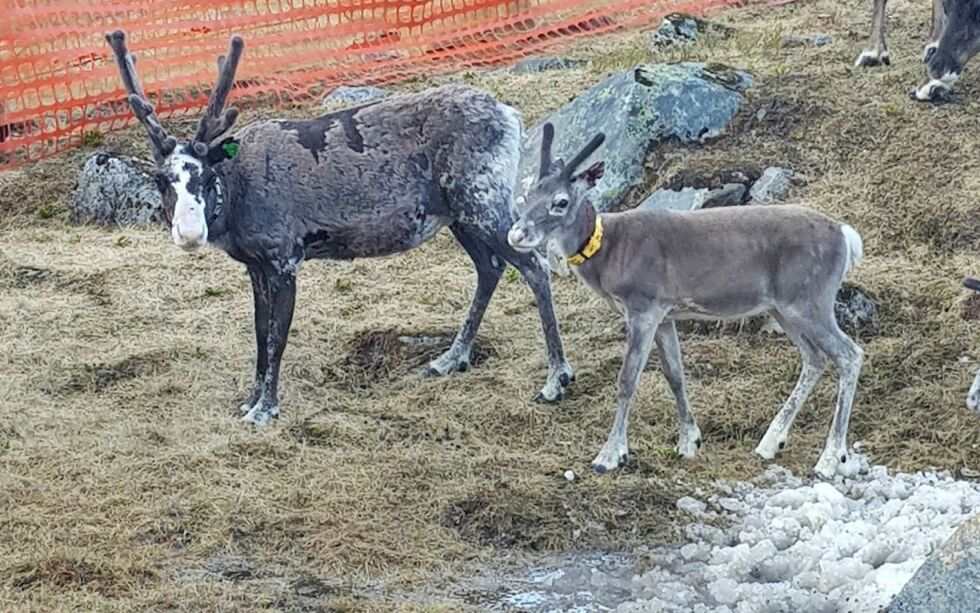 Halsklave på reinkalvene har, ifølge forskerne, en preventiv effekt mot rovdyr.
 Foto: SVEIN MORTEN EILERTSEN