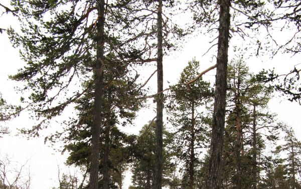 Vil ha nasjonalparksenter
