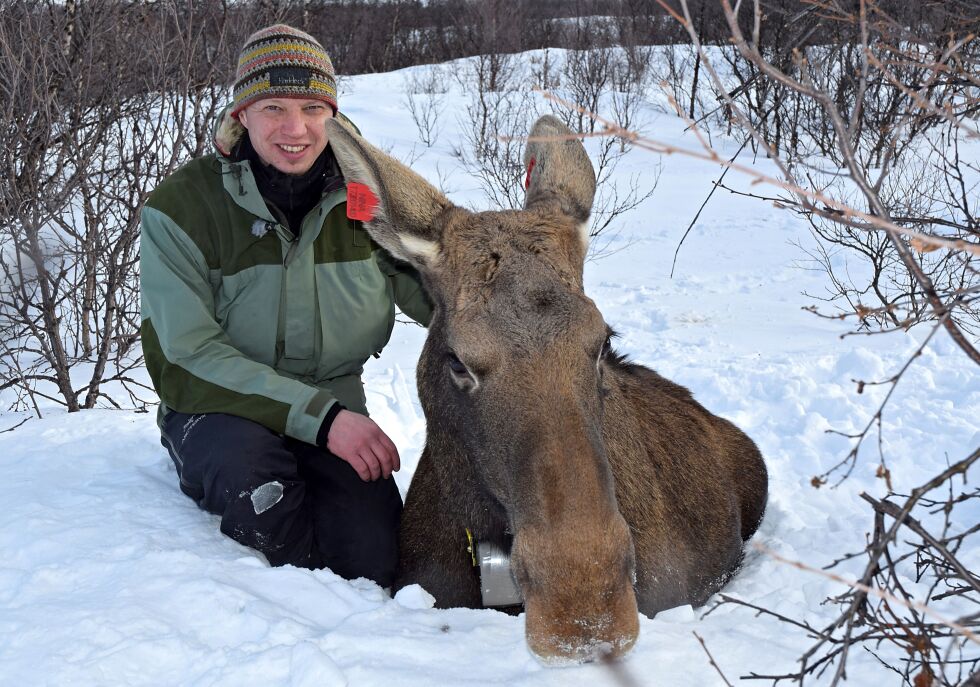 Prosjektleder Rolf Rødven fortsetter med elgprosjektet i Tana og Nesseby, og vil denne uka merke flere dyr i flere deler av Øst-Finnmark. Dette bildet er tatt under merkinga i fjor vinter.
 Foto: Torbjørn Ittelin