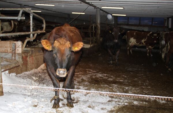 Nye distrikter for veterinærvakter
