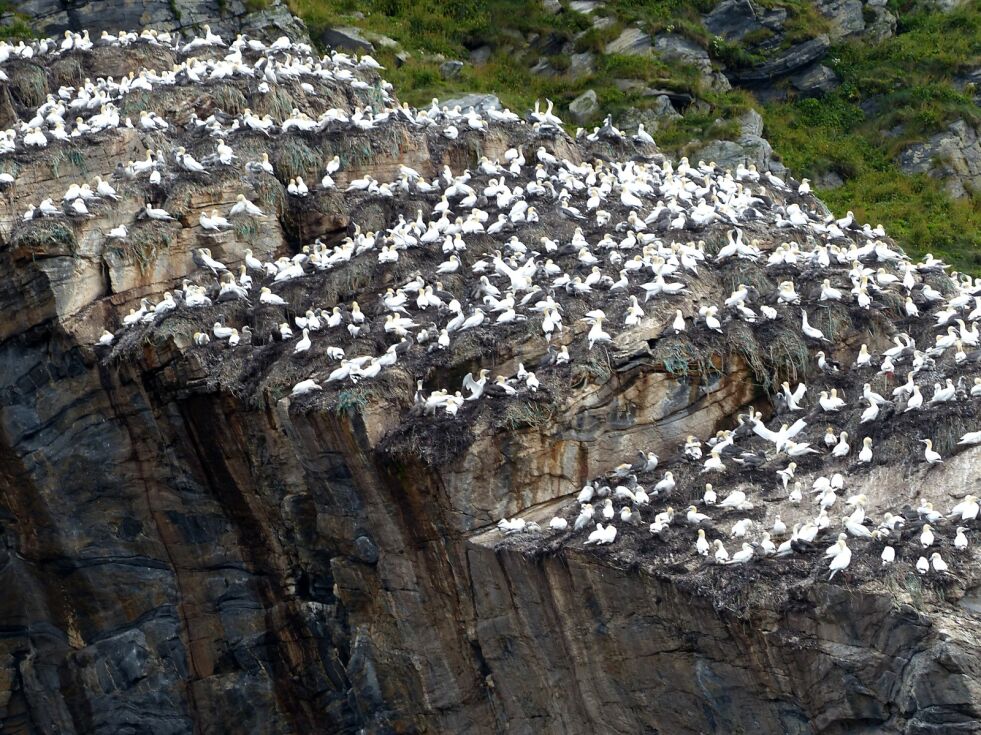 Gjesværstappan er et naturreservat, som følge av det særs rike fuglelivet.
 Foto: Geir Johansen
