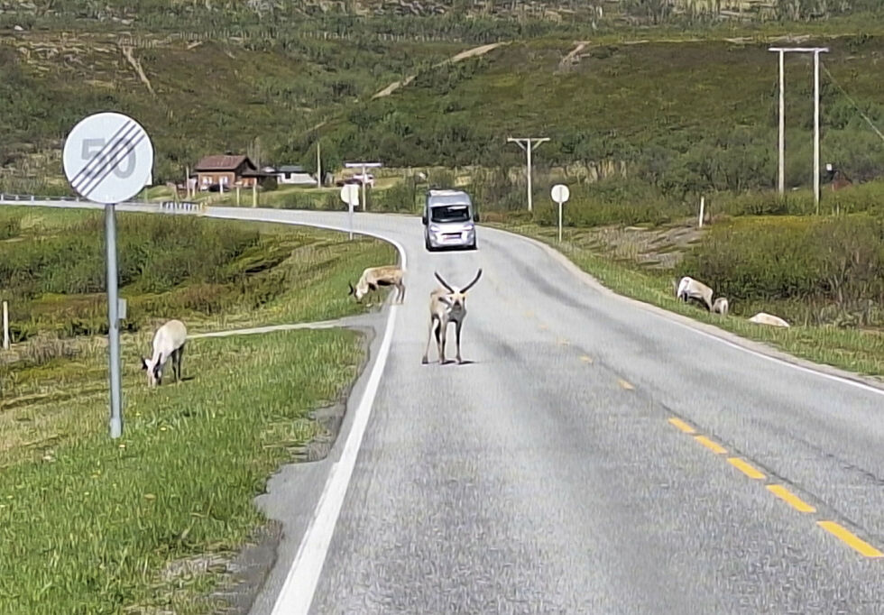Gjensidige anbefaler å melde fra til politiet dersom man skulle være så uheldig å kjøre på et dyr.
 Foto: Torbjørn Monsen