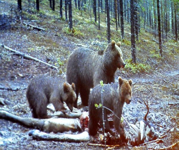Fikk avslag på bjørnefelling i Karasjok