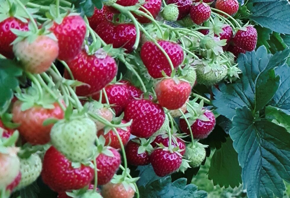 På denne planten har mange bær blitt modne og plukkeklare.
 Foto: Privat
