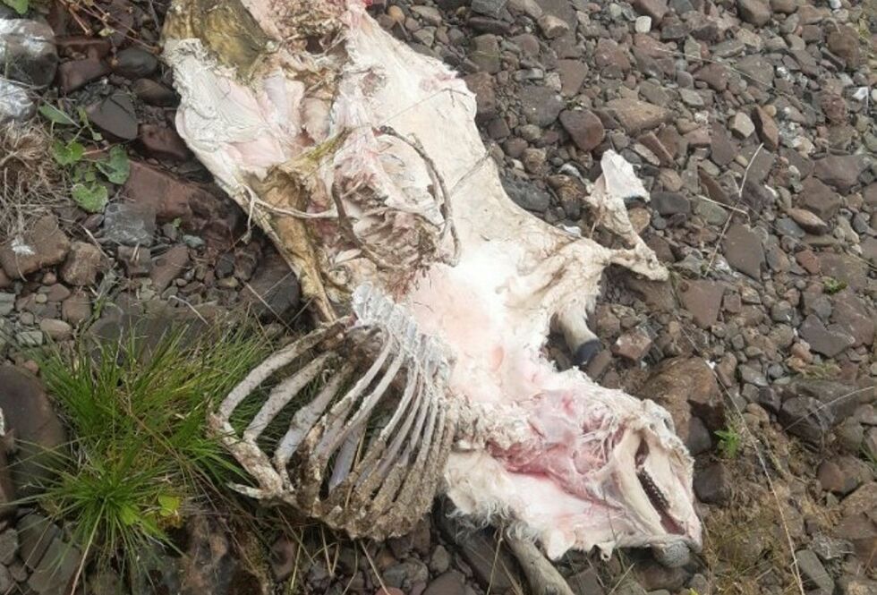 Dette sauekadaveret ble funnet sammen med seks andre øverst oppe i Bergebydalen i Nesseby kommune. Kadavrene ble hentet opp av elva.
 Foto: Privat