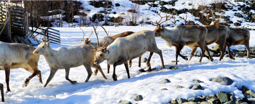 Fylkestinget i Troms stiller seg mest på reindrifta sin side, her representert ved disse reinsdyrene i Lyngen, om departementet sine forslag til lovendringer.
 Foto: Oddrun Skjemstad/Fylkesmannen i Troms og Finnmark