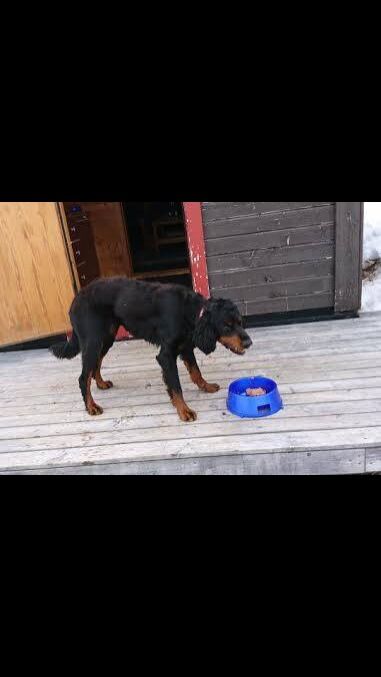 En av de savnede hundene i Tana funnet