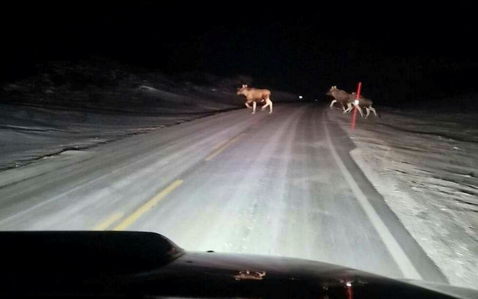 I løpet av kort tid ble det observert fire elg på veien langs E6 mellom Vesterelv og Nyelv i Nesseby kommune.
Foto: Stig Johnsen