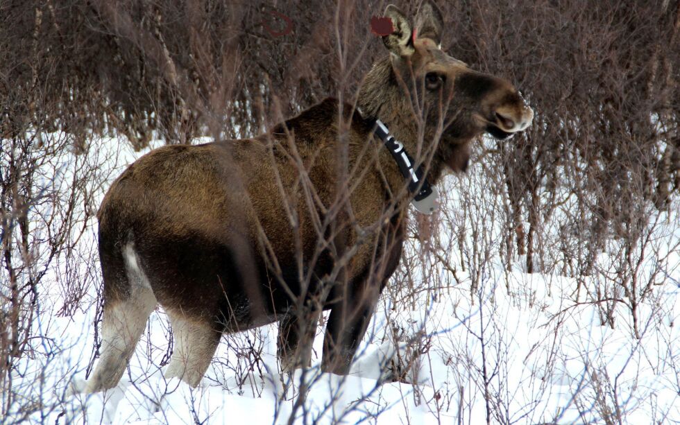Utgangspunktet for forskningsprosjektet sammen med Finland er merkeprosjektet «Elg i Finnmark» som er gjennomført i Tana og Porsanger de siste årene.
FOTO: Torbjørn ITTELIN