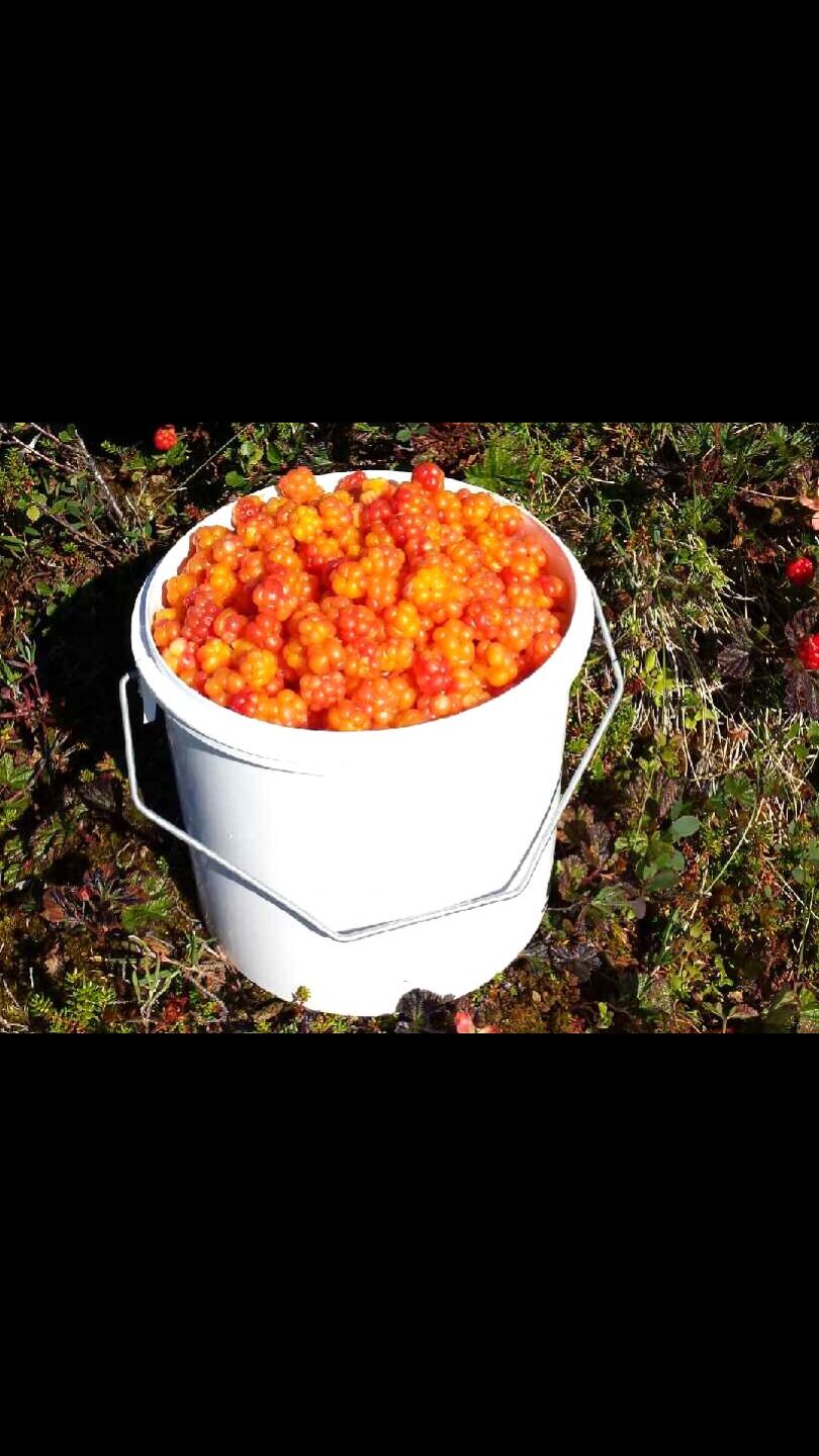 Mye tyder på at det i alle fall ikke blir noen kronår for multer i Finnmark. Men enkelte steder, blant annet i Pasvik, kan det bli en del bær. 
NB! Dette er et arkivbilde.
 Foto: Torbjørn Ittelin