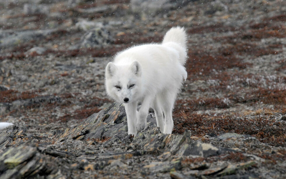 NINA vil videreføre fjellrevprosjektet på Varangerhalvøya.