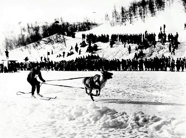 Reinkappkjøring i Neiden i 1964
