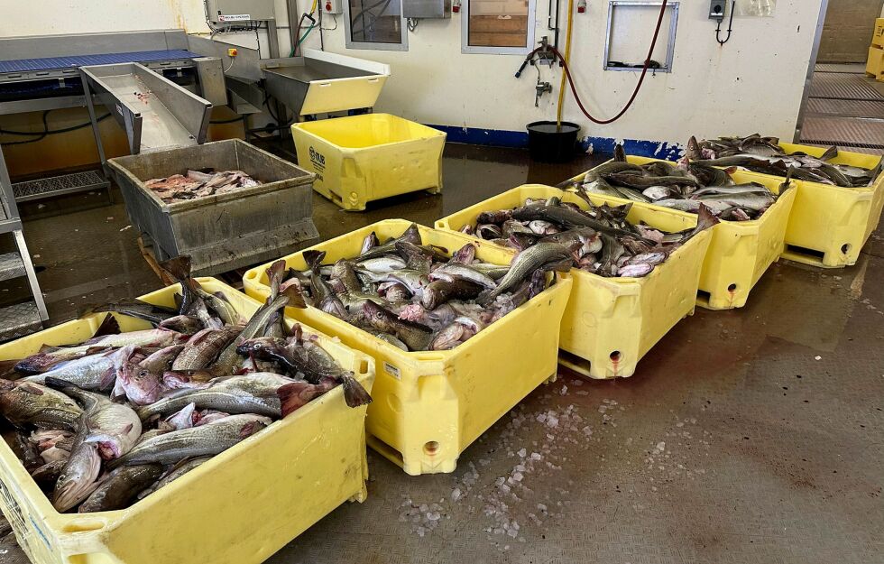 Bereg­nin­ger fra kvote­regis­te­ret i Fisk­eri­di­rek­tor­at­et viser at 991 fartøy får over­ført gjenstående tor­ske­kvo­te fra 2024 til 2025.
 Foto: Hallgeir Henriksen