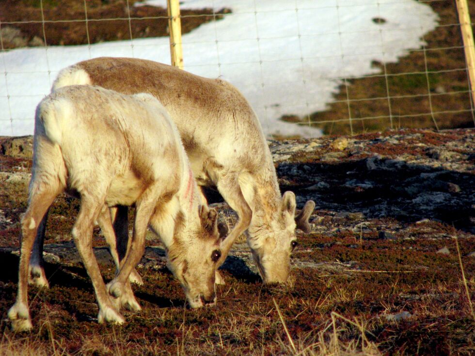 Indre Finnmark tingrett har frifunnet reinbeitedistrikt 42 Beahcegealli fra et søksmål fra nabodistriktet 35 A Fávresorda.
 Foto: Illustrasjonsfoto: Siv Mansika