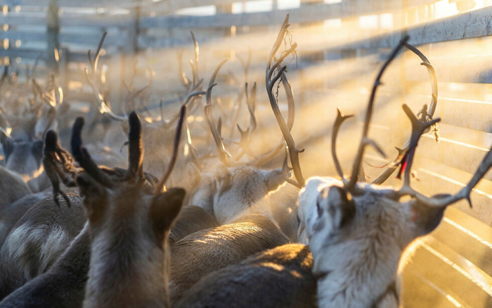 Illustrasjonsfoto:Therese Norman Andersen