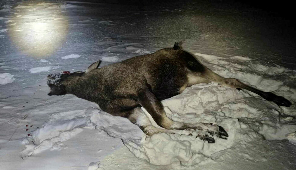 Elgoksen var sterkt skadet og representantene fra viltnemnda hadde ikke annet å gjøre enn å avlive dyret etter at de hadde sporet det opp.
 Foto: Stig Johnsen