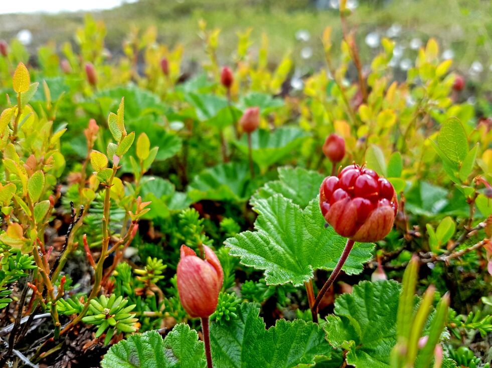 Om været blir brukbart utover kan det bli et godt multebærår i Sør-Varanger med plukking litt tidligere enn normalt.
 Foto: Vigdis Rask