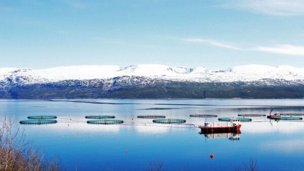 En nordnorsk plan for den maritime havbruksnæringen