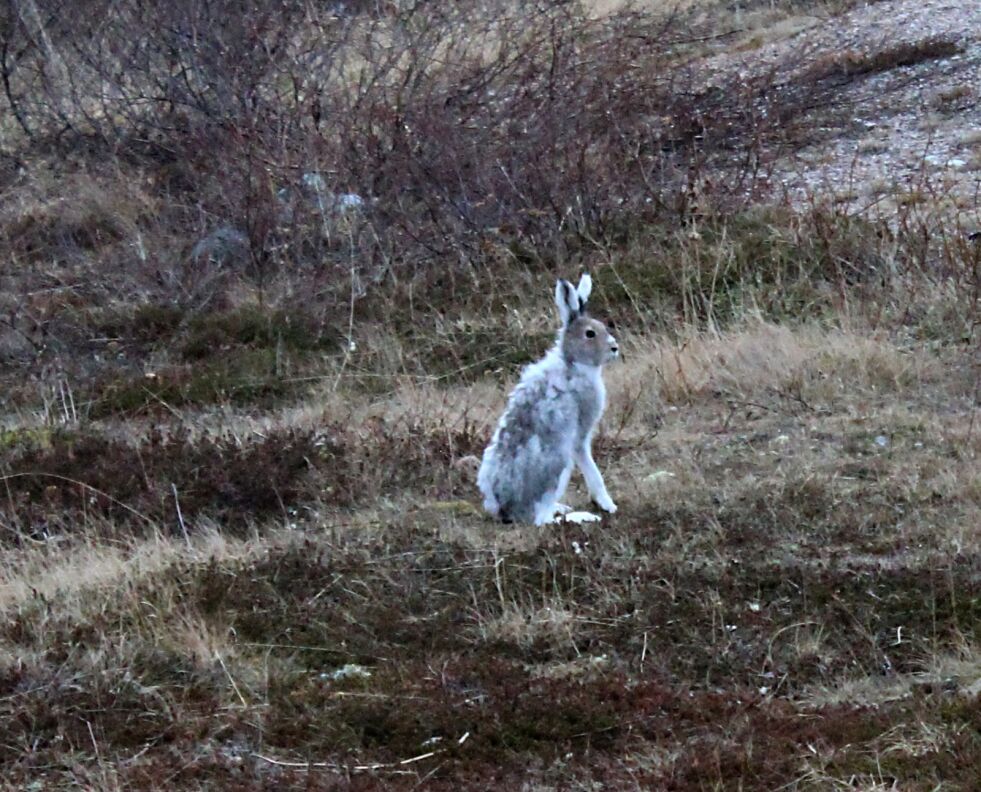 Litt pjuskete i pelsen, så dette er kanskje en hare som er født i mars, da heter den skareunge. Alle
 Foto: Randi Irene Losoa