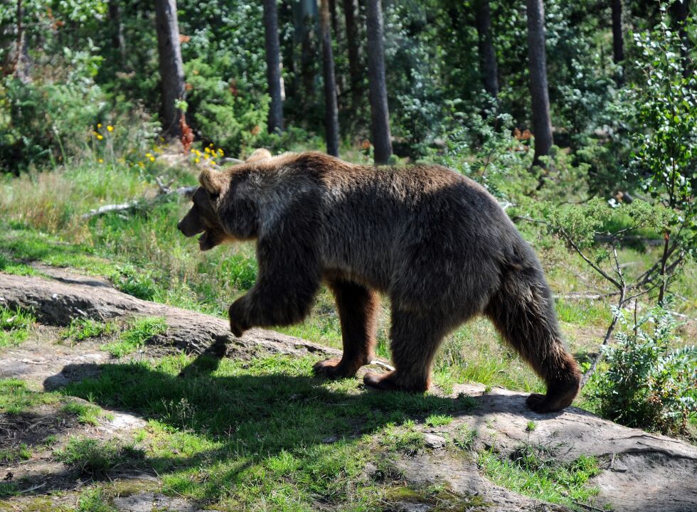Lang flere bjørn ble skutt i Øst-Finnmark i år enn tidligere.
 Foto: Anna Lisa Jåma (arkiv)