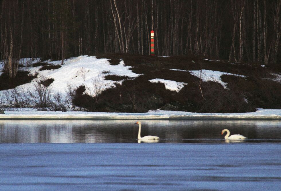 Svaner i Pasvik
 Foto: Yngve Beddari