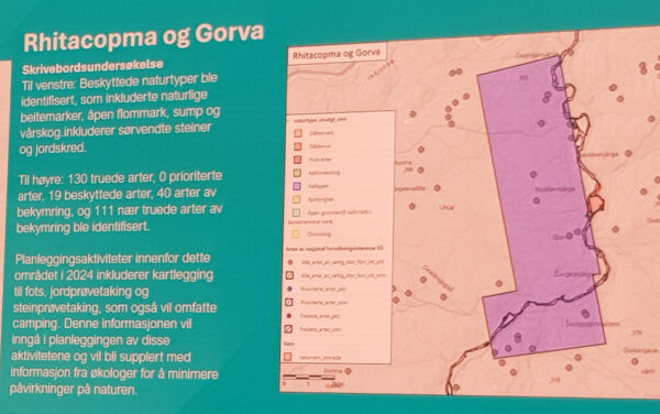 Vet Kingsrose hva de gjør?