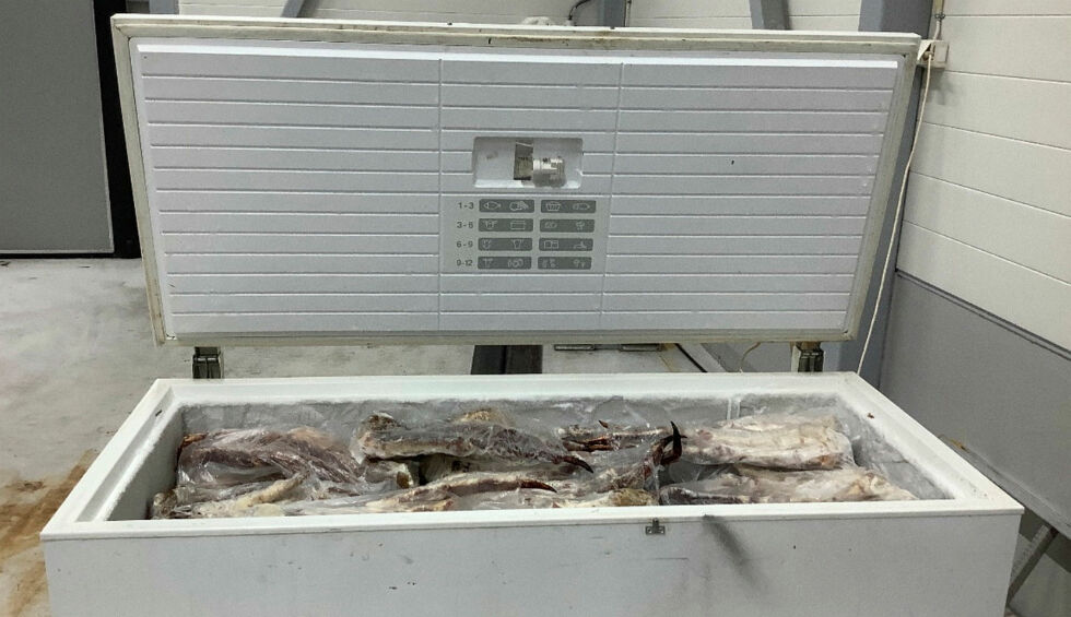 De to tiltalte hadde med seg i alt fem frysebokser fylt med kongekrabbeklør da de ble stanset ved riksgrensa ved Kongsvinger i november i fjor.
Foto: Tolletaten